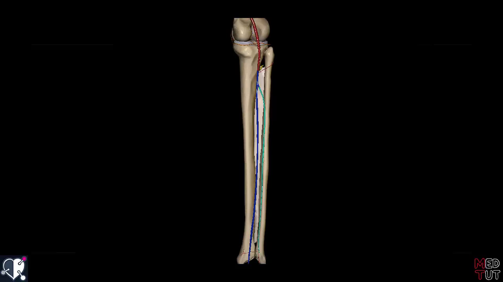 Untere Extremität Arterien Unterschenkel 3D DocCheck