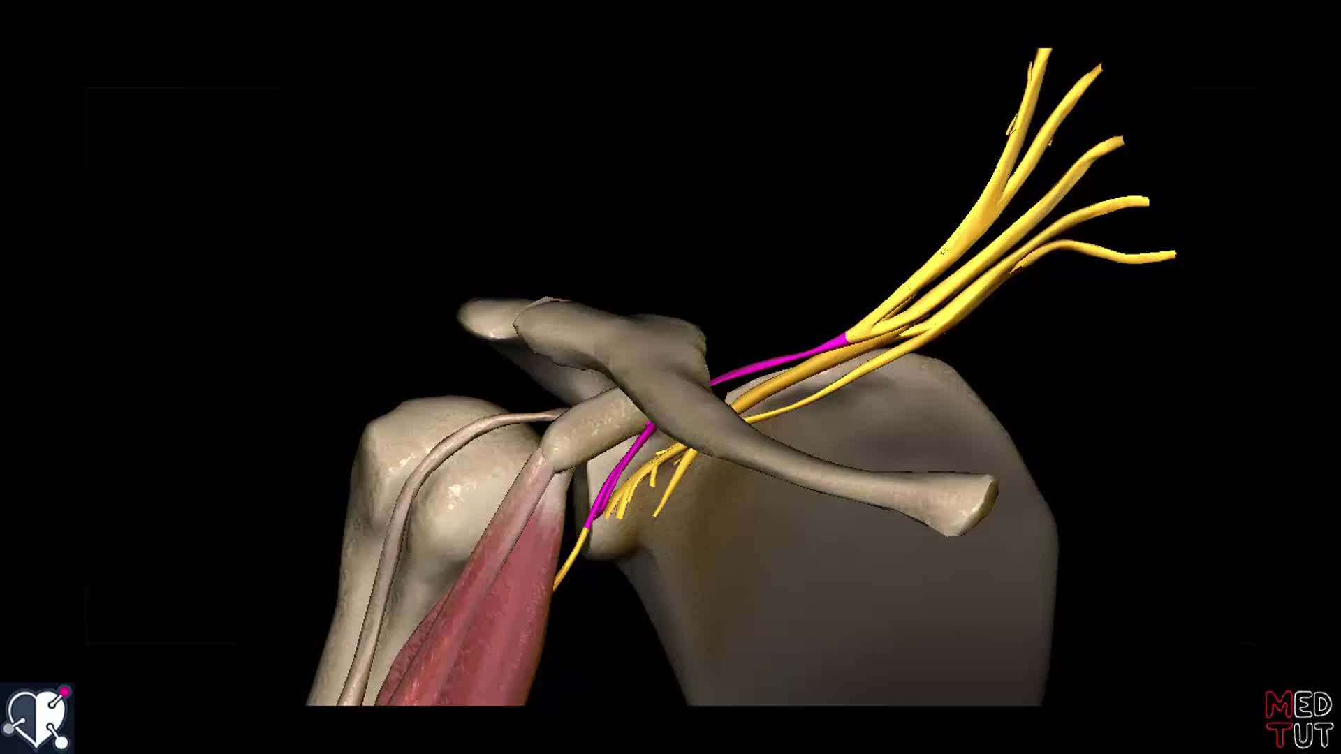 Obere Extremit T Plexus Brachialis Verl Ufe Der Nerven D