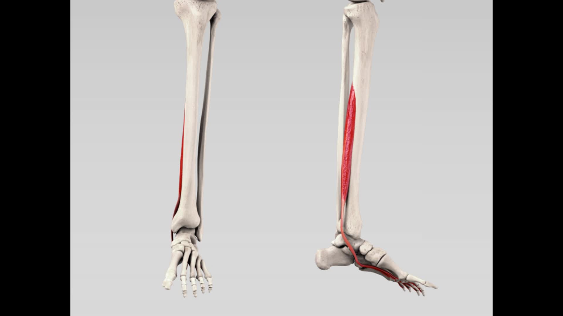 Musculus Flexor Digitorum Longus DocCheck