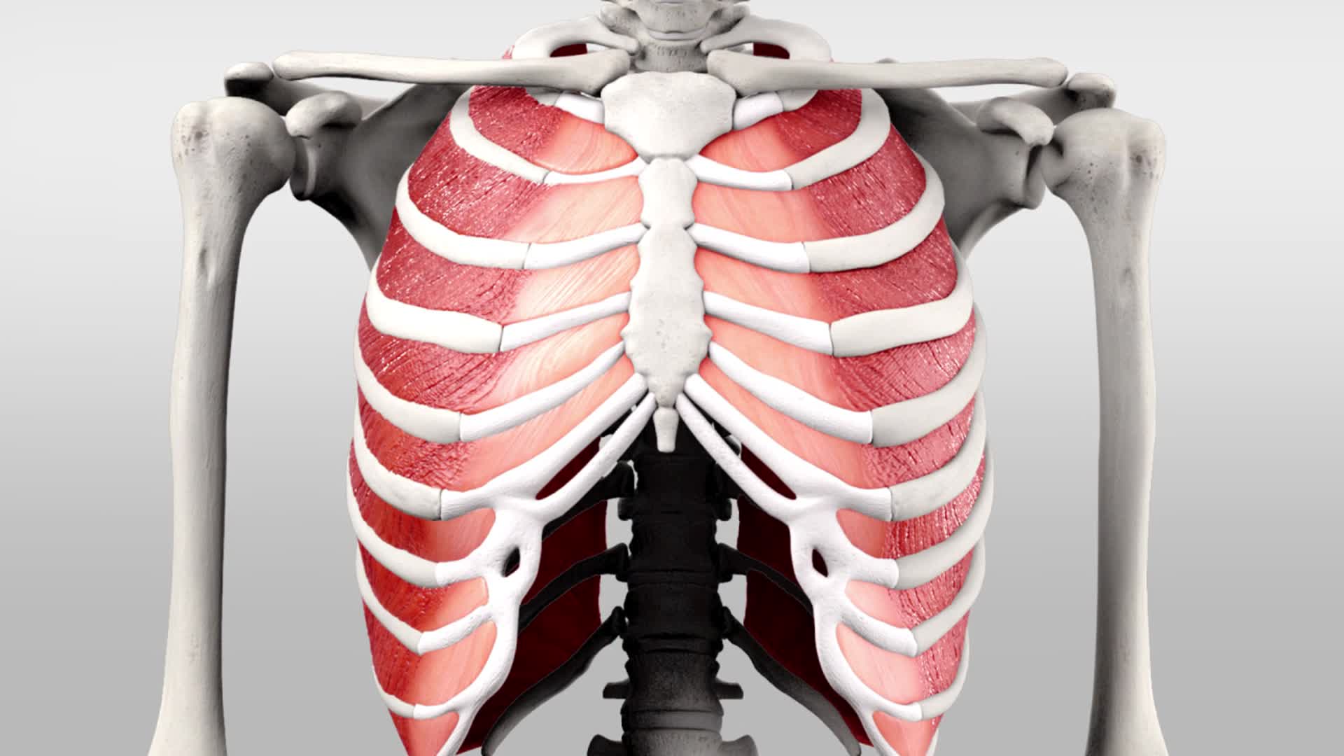 Musculi Intercostales Interni - DocCheck