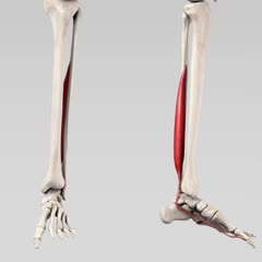 Musculus extensor hallucis longus (Veterinärmedizin) - DocCheck Flexikon