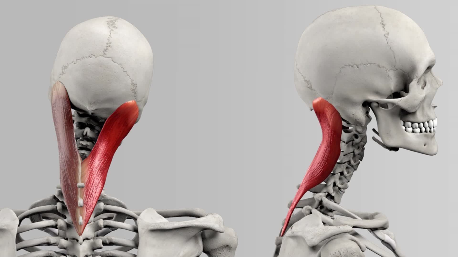 Musculus splenius DocCheck