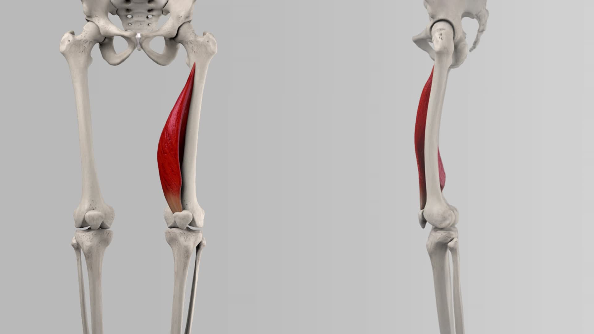 musculus-vastus-medialis-doccheck