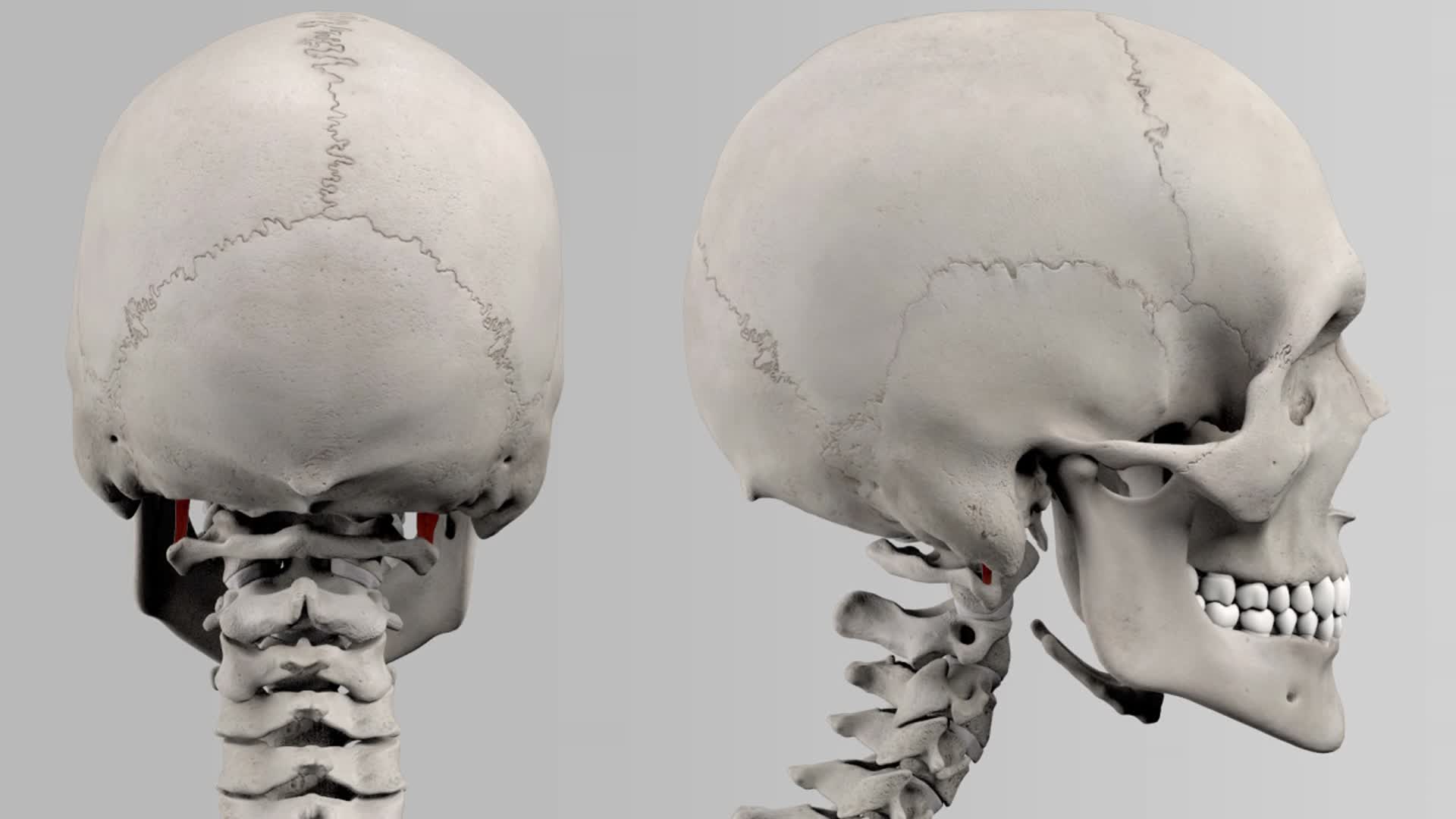 Musculus rectus capitis lateralis (2/2) - DocCheck