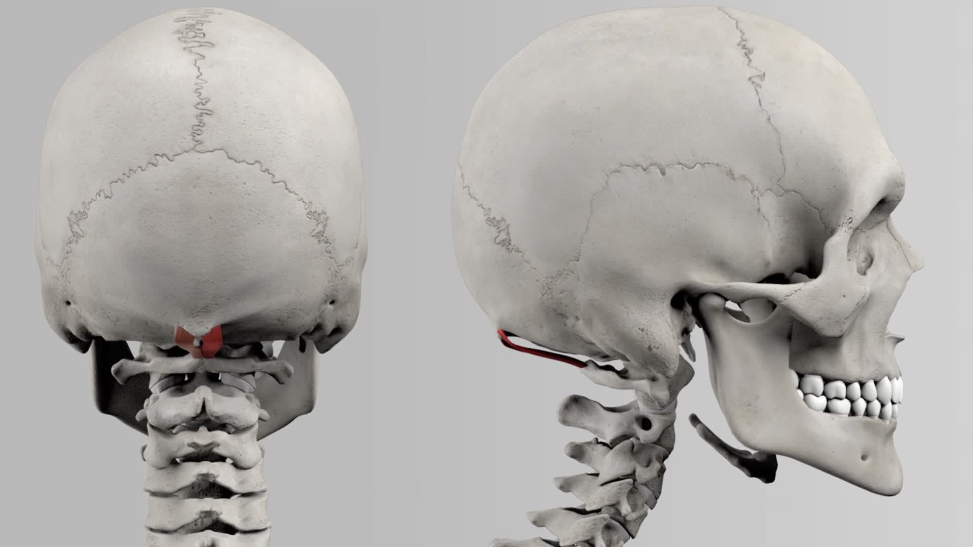 Musculus Rectus Capitis Posterior Minor Doccheck