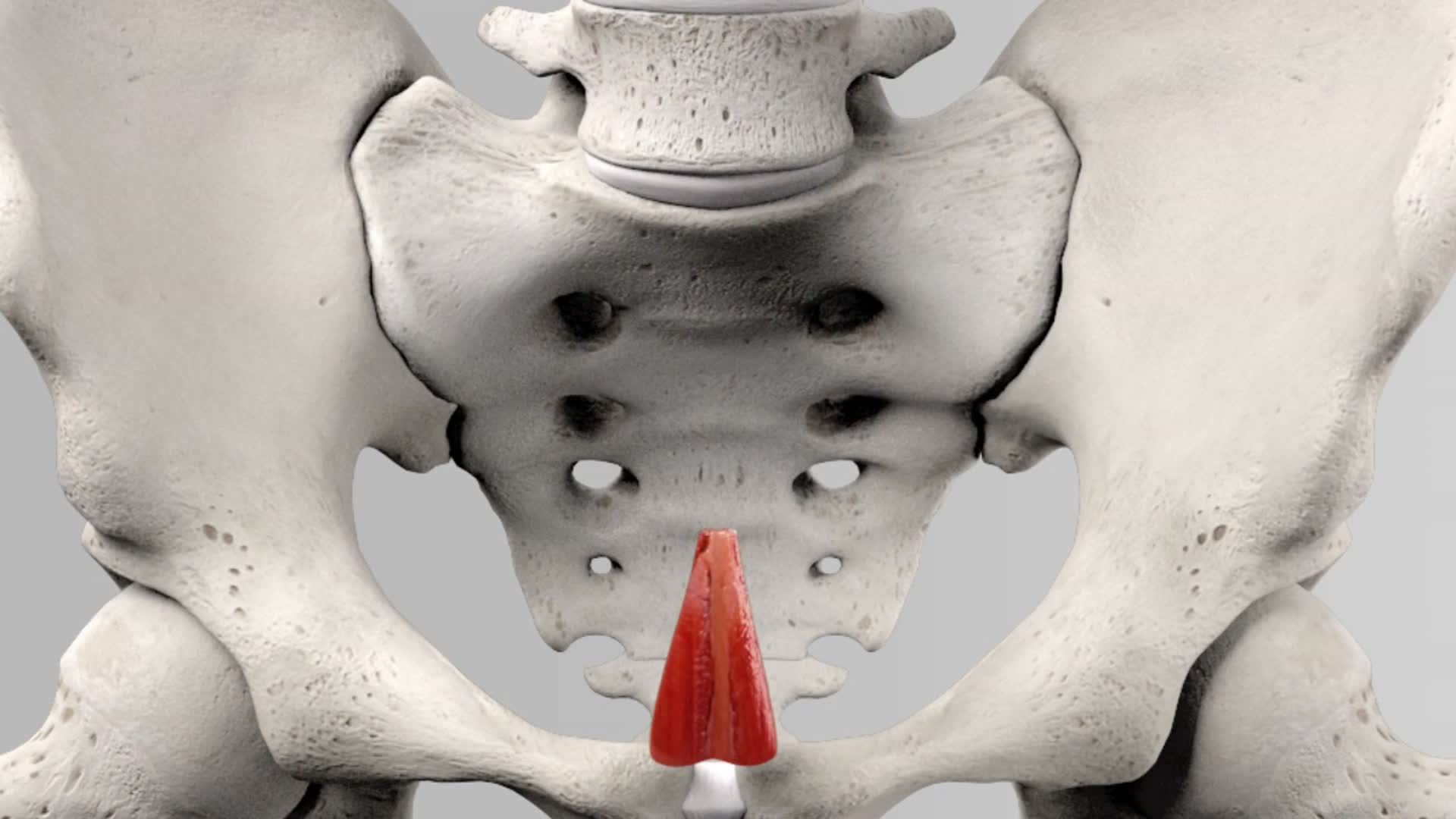 Musculus pyramidalis DocCheck