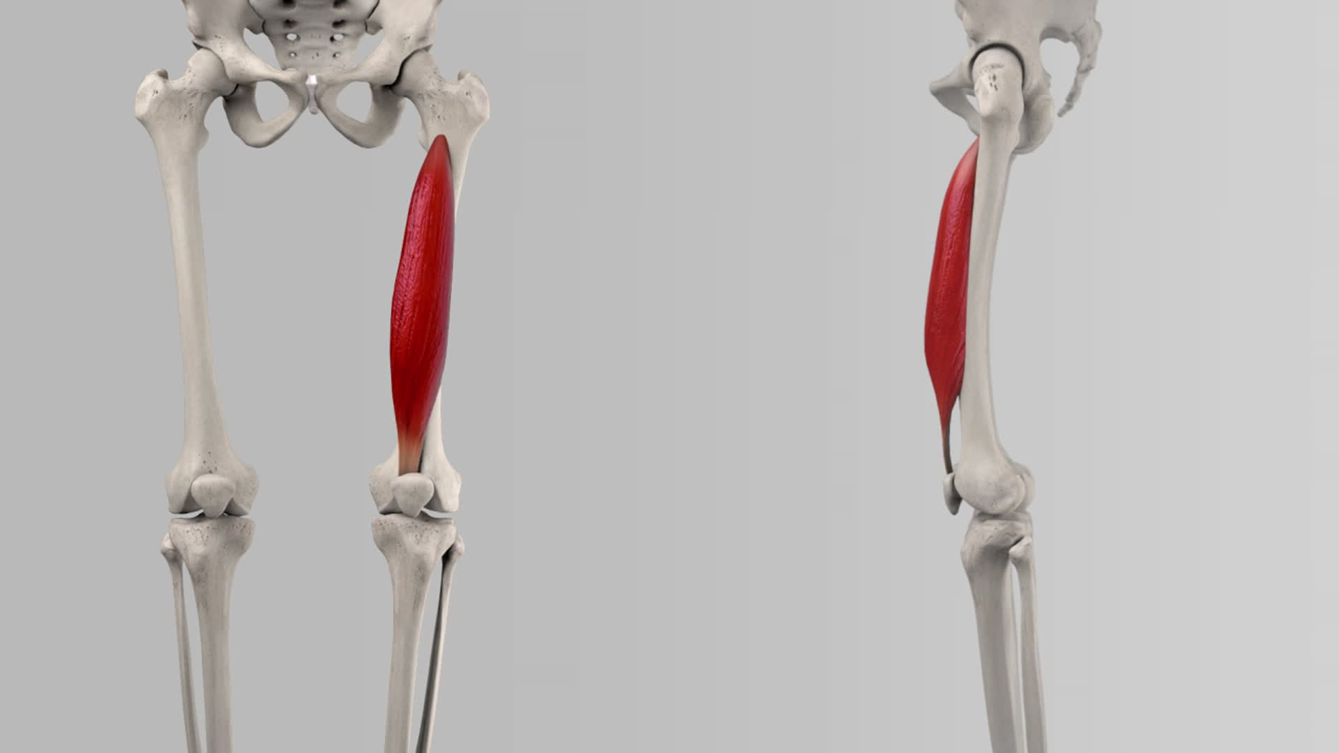 Musculus vastus intermedius - DocCheck