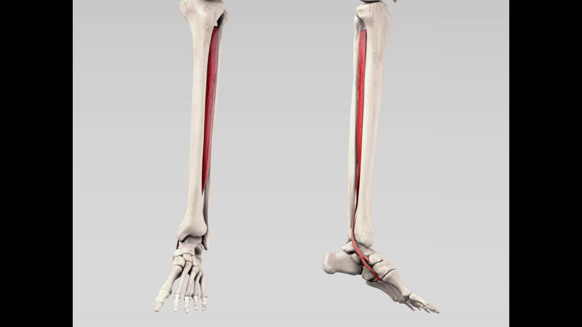 Musculus Tibialis Posterior Doccheck