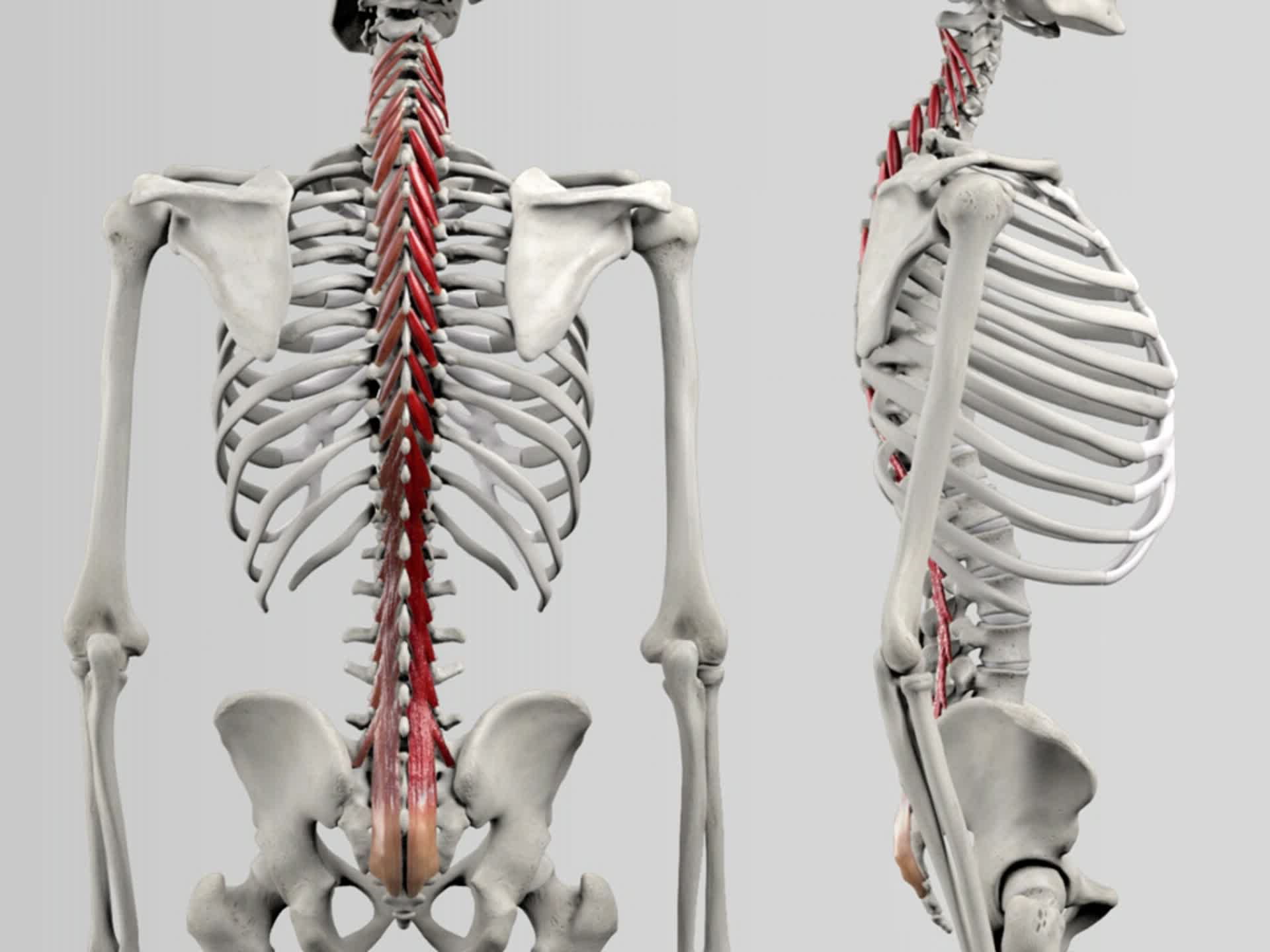 Musculi Multifidi Doccheck