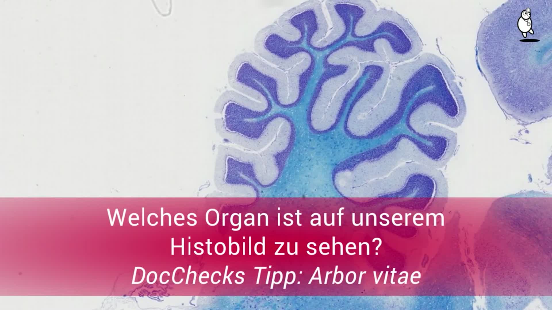 HistoQuiz Vielschichtig lernen DocCheck