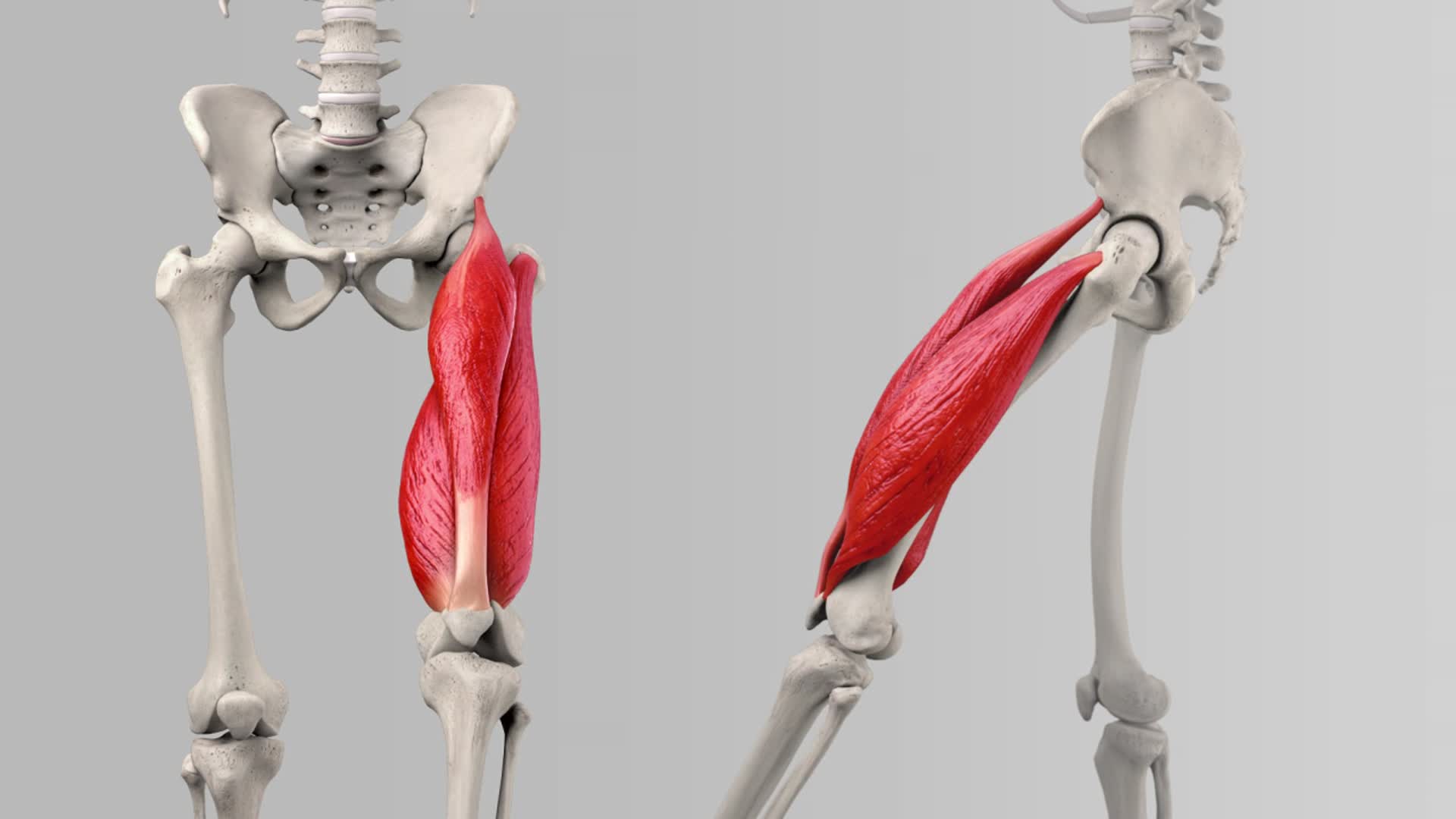 Musculus quadriceps DocCheck