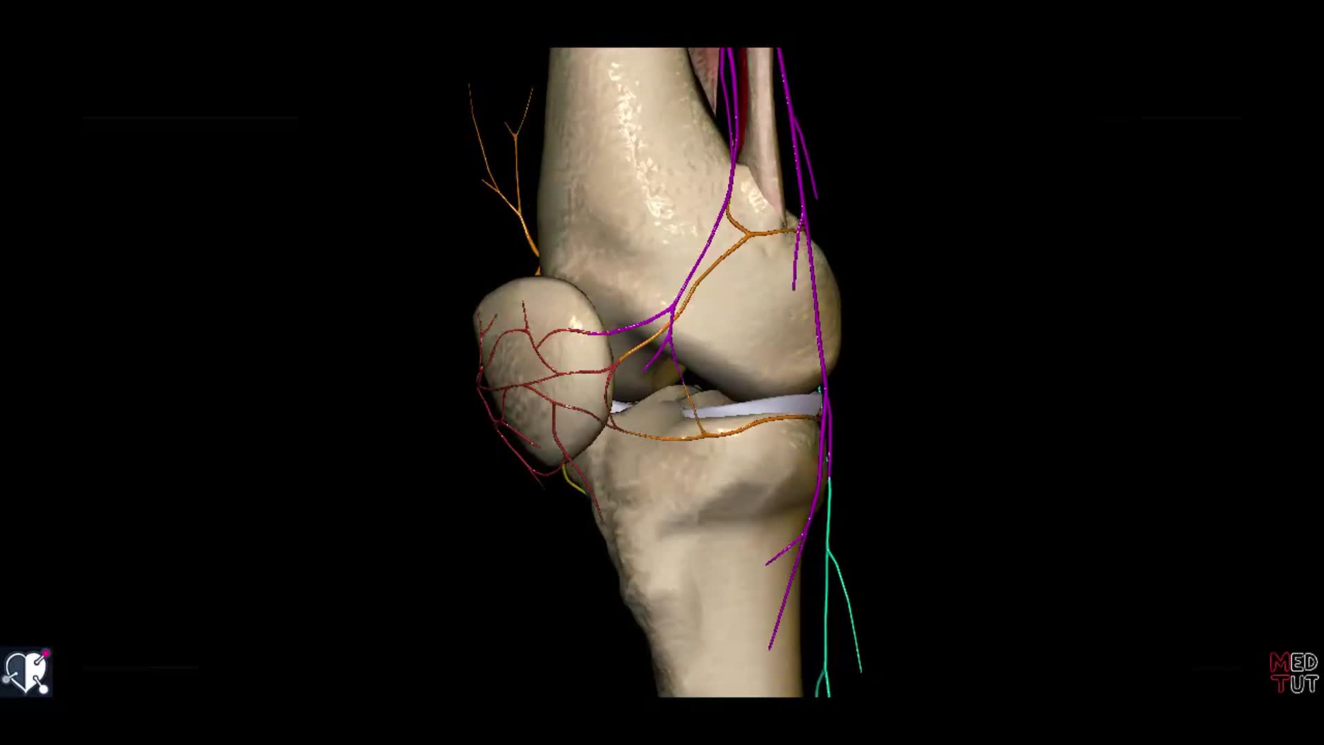 Untere Extremitt - Arterien - Knie - 3D