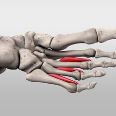 Musculi interossei dorsales DocCheck Flexikon
