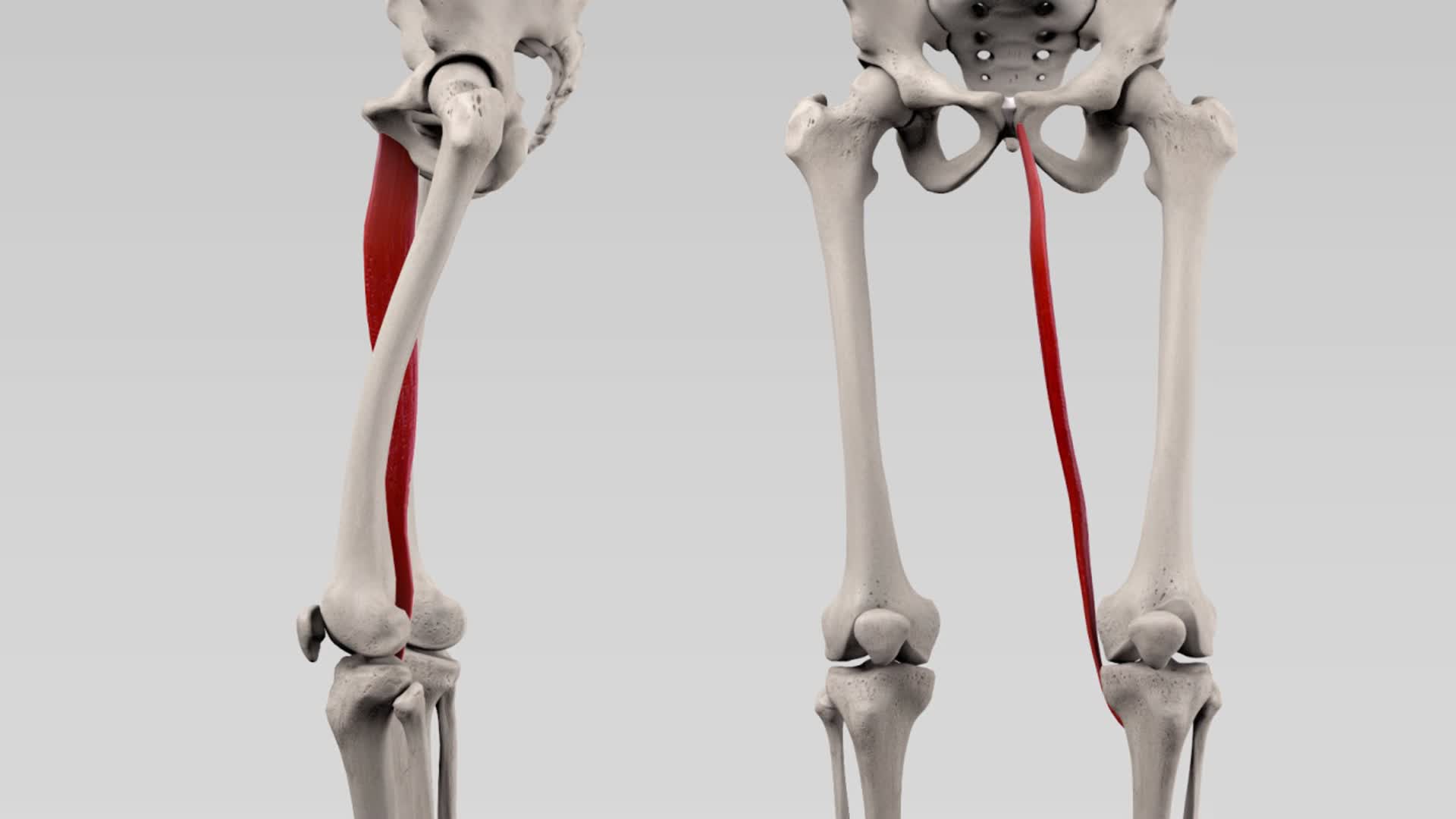 Musculus gracilis DocCheck