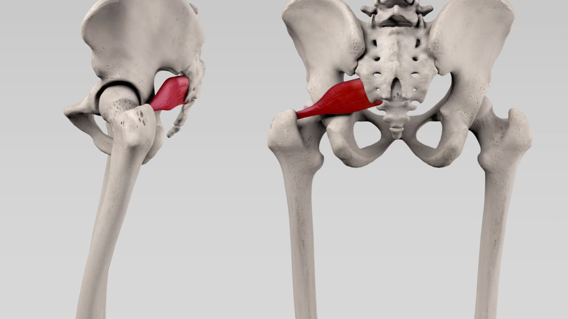 Musculus piriformis - DocCheck