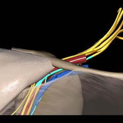 Fascia brachii DocCheck Flexikon
