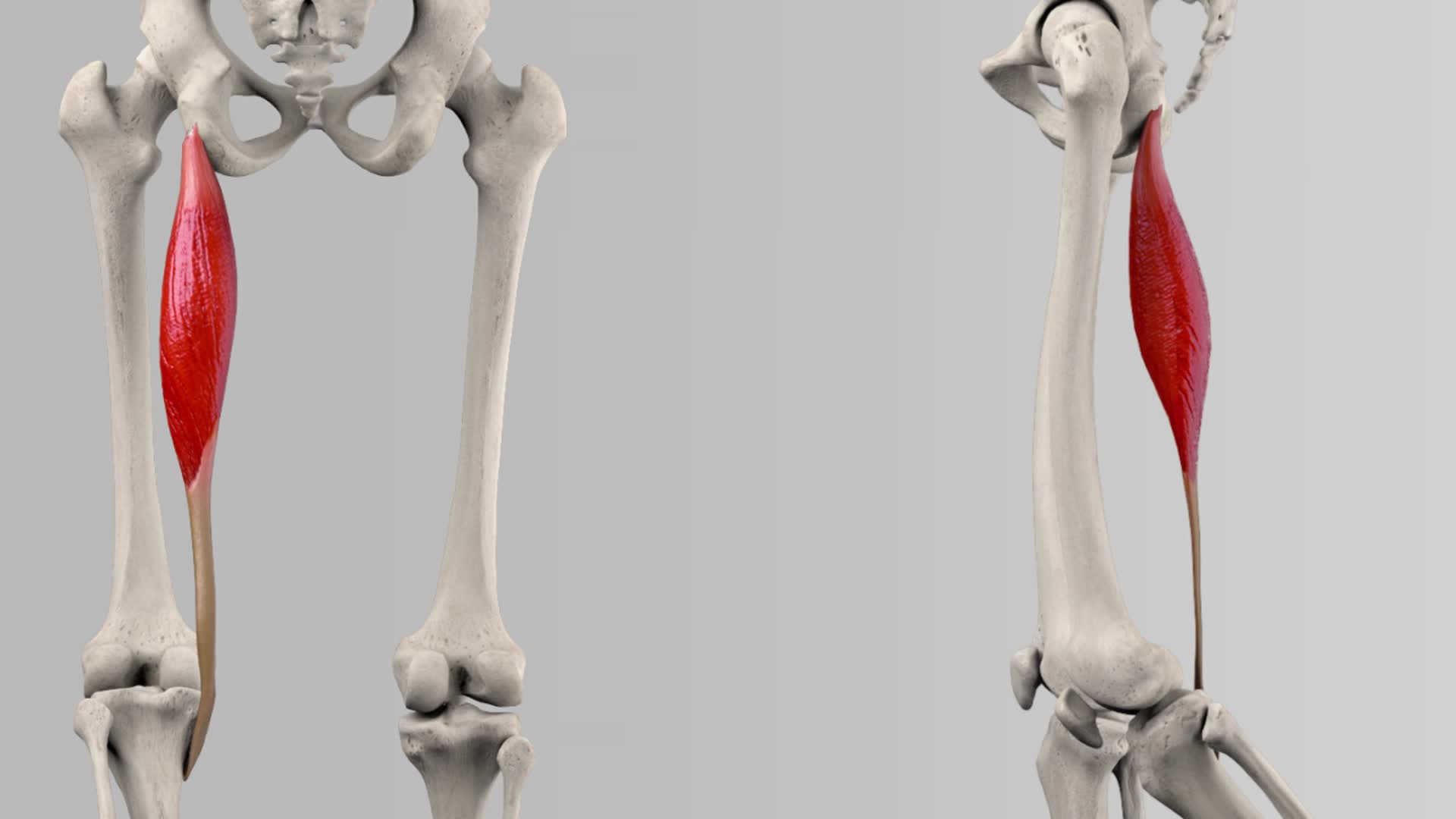 Musculus semitendinosus - DocCheck