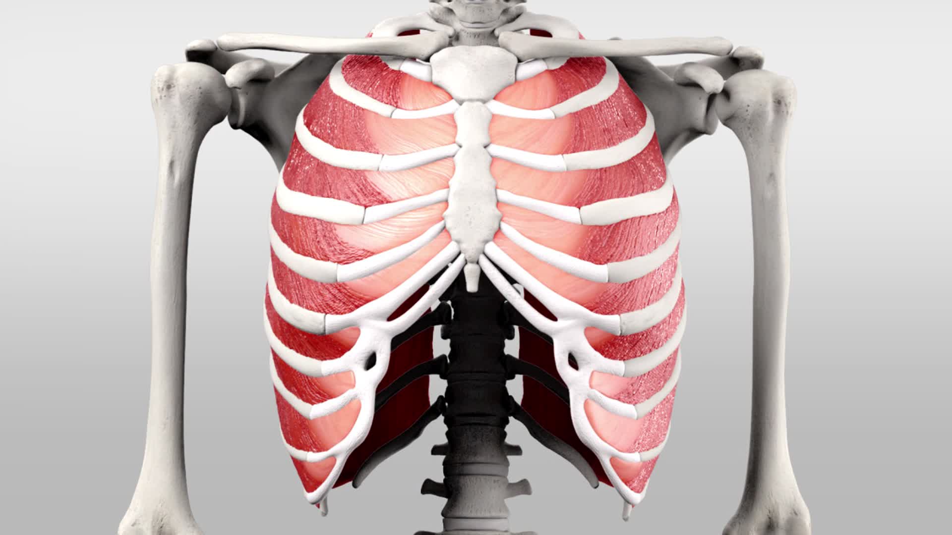 Musculi intercostales externi - DocCheck