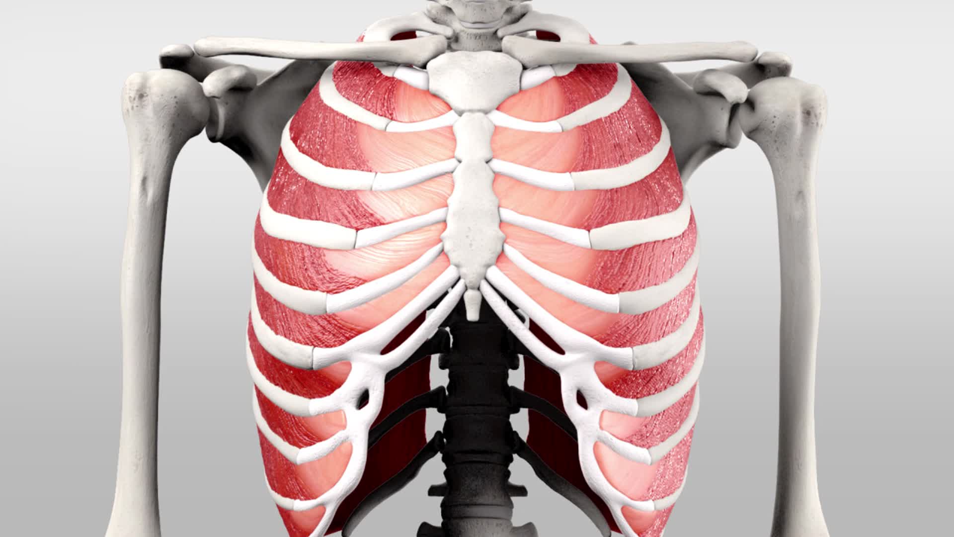 Musculi intercostales externi DocCheck