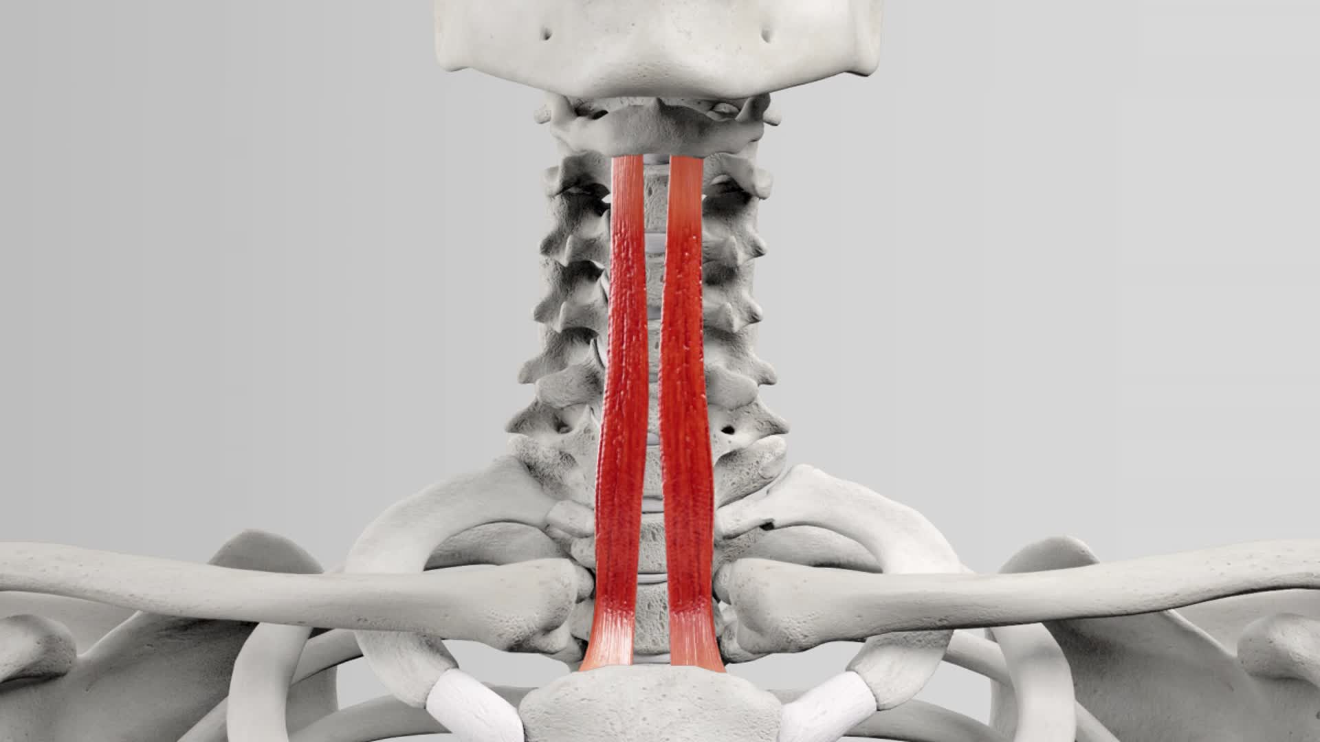 Musculus sternohyoideus DocCheck