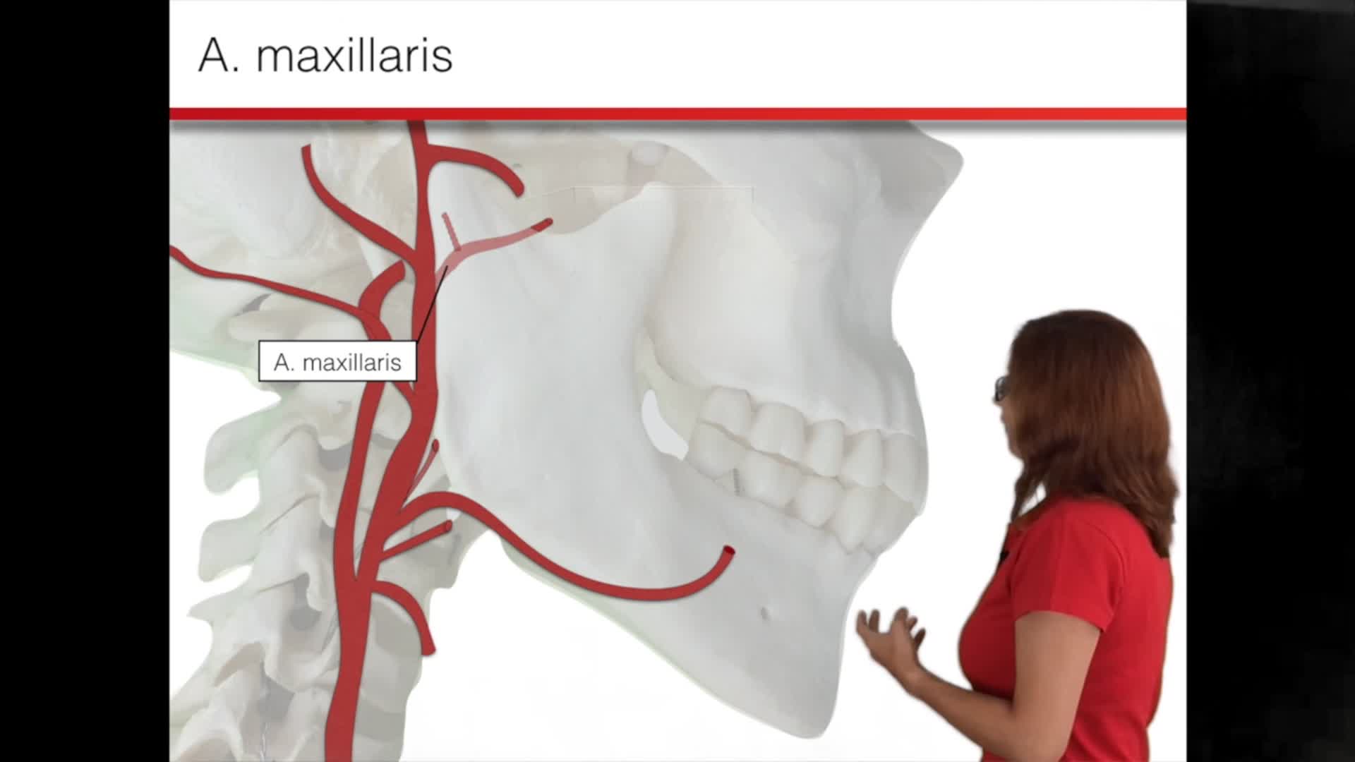 Themenwoche Leitungsbahnen A. maxillaris DocCheck